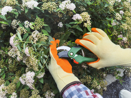 close up gardener prune with secateurs plants in flower garden outdoorsの写真素材