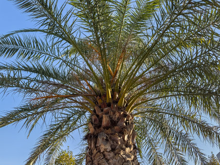 As I gaze upwards at a tall palm tree beautifully silhouetted against a vibrant blue sky, I am reminded of the allure of these majestic woody plantsの写真素材