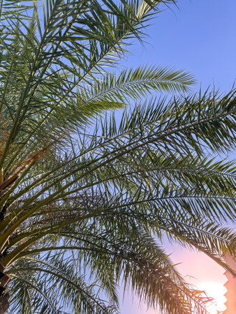 As I gaze upwards at a tall palm tree beautifully silhouetted against a vibrant blue sky, I am reminded of the allure of these majestic woody plantsの写真素材