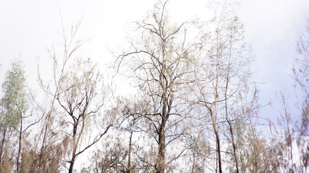 Trees in the forest on a foggy day in winter.の写真素材