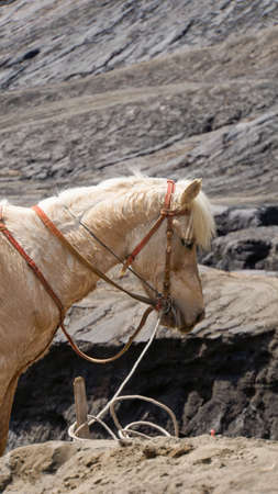 White Head Horse In Mount Bromo. Local Horse of East Java Indonesia Isolated Nature Background. Domestic Horse in Mount Bromo for Ridding Worker.の写真素材