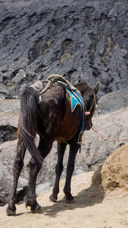 Black Horse In Mount Bromo. Local Horse in Bromo for Riding Worker. Landscape Black Horse In Mount Bromoの写真素材
