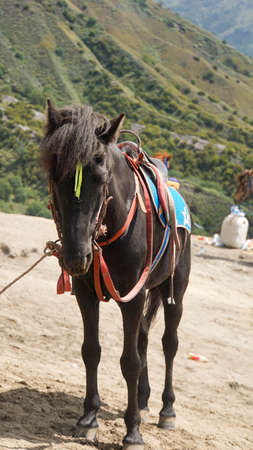 Black Local Horse Of Mount Bromo. Bromo Domestic Pony For Riding Worker. Indonesian Head Horse In Bromo Isolated on Nature Background.の写真素材