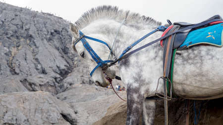 White Horse Head of Mount Bromo East Java Indonesia. Indonesia White Local Pony In Bromo. tourist riding horse in Bromoの写真素材