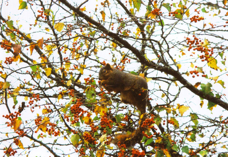 Squirrel in fall tree