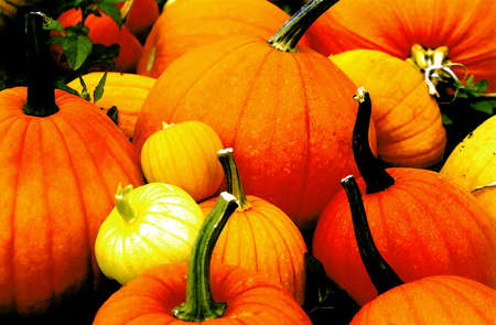 Watercolor Pumpkinsの写真素材