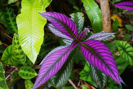 Tropical Dracena Plantの写真素材