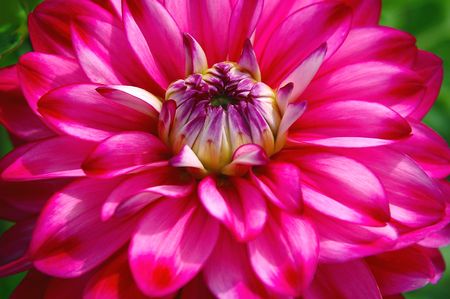 Macro Pink Dahliaの写真素材