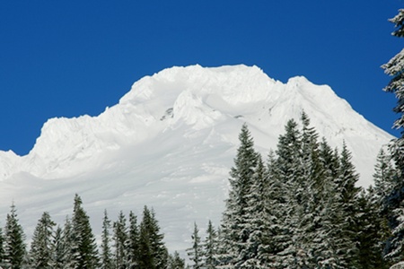 Mt. Hood surrounded by snowy trees