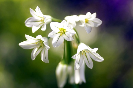 Tiny Allium Sprayの写真素材