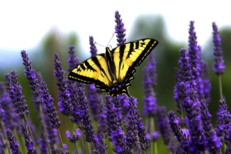 Swallowtail Butterfly on Lavender Swallowtail Butterfly on Lavender