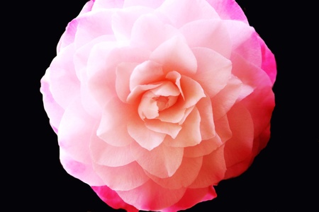 Close up of a Pink Toned Camelliaの写真素材