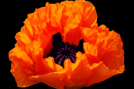 Orange Himalayan Poppy with Photoshop Pistilの写真素材