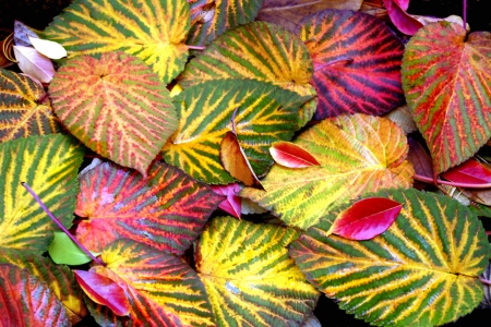 Colorful Dove Tree Leaves in Autumnの写真素材