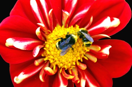 Two Bees on Striped Dahliaの写真素材
