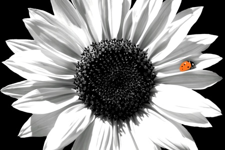 Sunflower in Black and White with Red Ladybugの写真素材