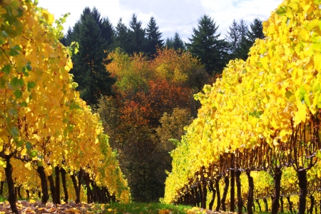 Colorful Vineyard in Autumnの写真素材