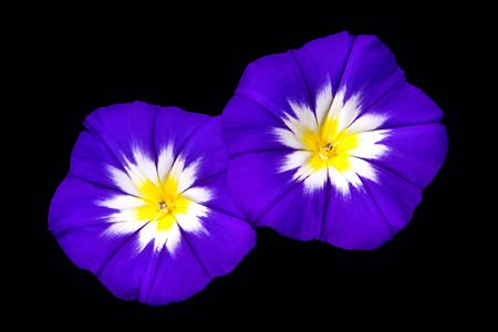 Two Ensign Blue Morning Glories on Blackの写真素材
