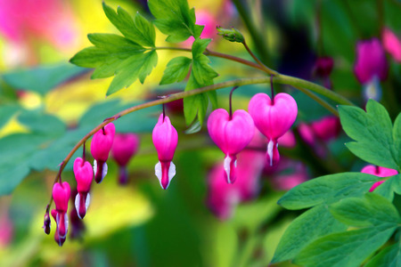 Bleeding Heart Branchの写真素材