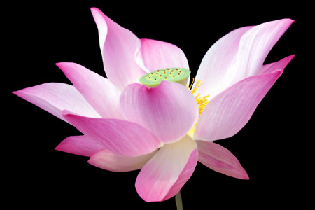 Glowing Pink Lotusの写真素材
