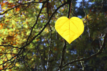 Yellow Heart Shaped Leaf in Autumnの写真素材
