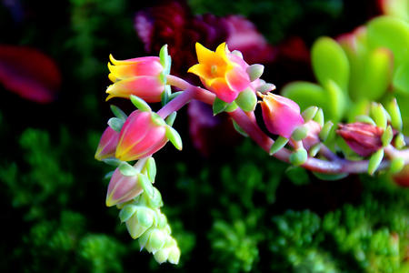 Sedum Flowersの写真素材