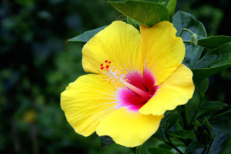 Hawaiian Yellow Hibiscusの写真素材