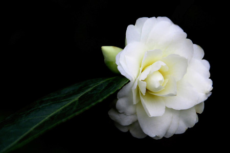 Single White Camelliaの写真素材