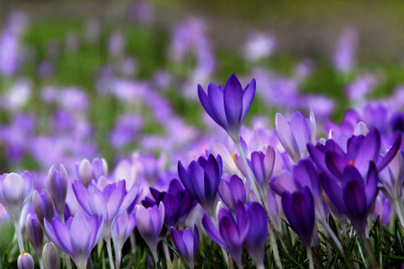 Purple Crocus Groupの写真素材
