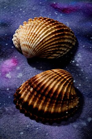 Seashells set up on abstract painted paper