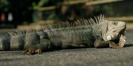 green iguana crossing the street in Medellin, Colombia. High quality photoの写真素材