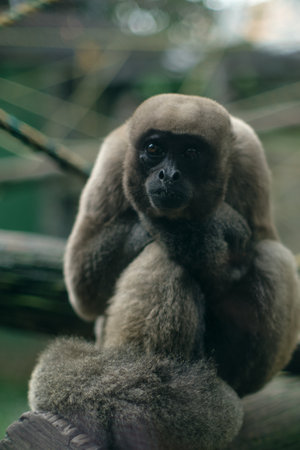 Monkey sitting on a branch in natural reserve, colombia. High quality photoの写真素材
