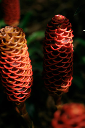 Beehive ginger flower plant in Colombia.