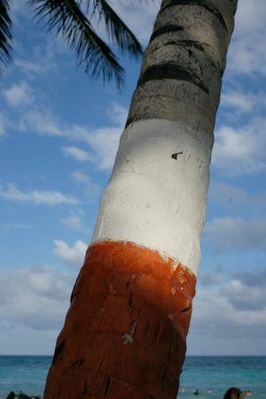 painted palm tree on san andres beach, Colombia. High quality photoの写真素材