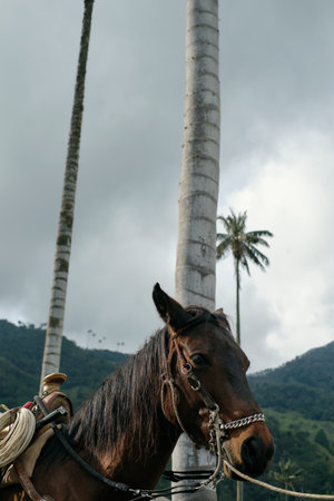 Horse close up at Cocora valley tall palm trees forest in Colombia. High quality photo