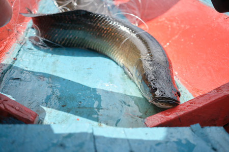 Pirarucu fish on boat in Amazon river fishing reserve. High quality photoの写真素材