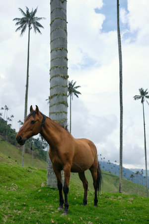 Tall palm trees forest in Colombia. High quality photoの写真素材