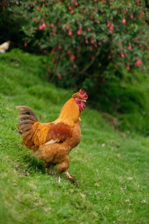 Cock strolling on green hill in Colombia. High quality photoの写真素材