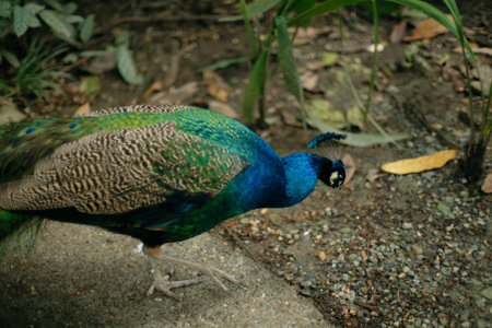 Peacock standing on a rock in Colombia. High quality photo