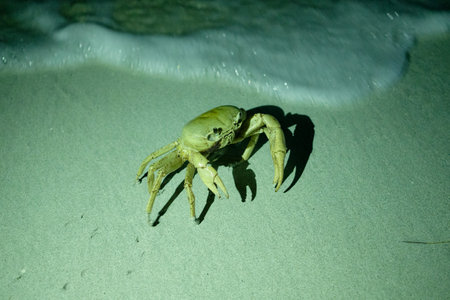 Big crab on a beach, Colombia. High quality photo
