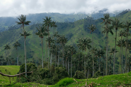 La Carbonera tall palm trees forest in Colombia