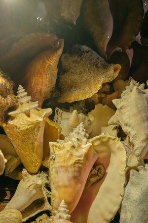 sea conch shells at night