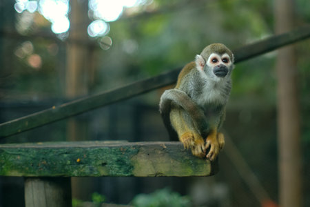 Squirrel Monkey perched on a wooden structure, colombia