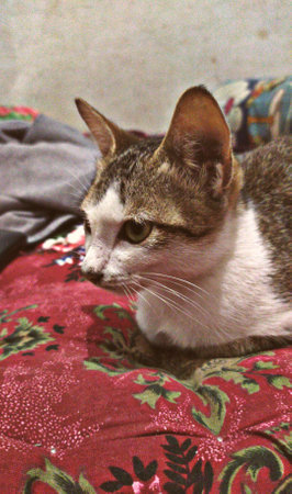 an adorable focused cat with beautiful eyeの写真素材