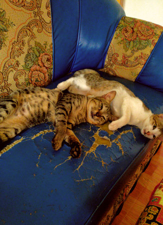 two cats try to sleep on the blue sofaの写真素材