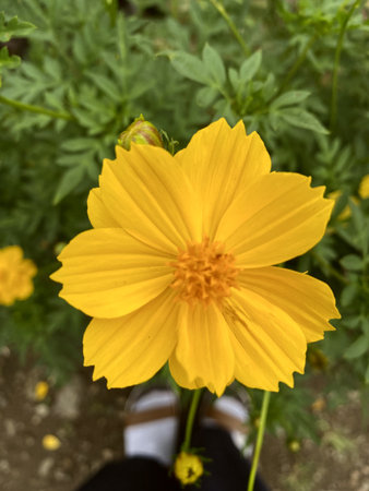 an image that has a focus point on a beautiful yellow cosmos flowerの写真素材