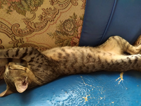 a cat is sleeping on its back in the sofa like a humanの写真素材