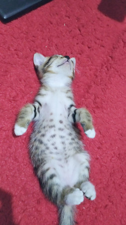 a cat is sleeping on its back looks adorable with cute hands positionの写真素材