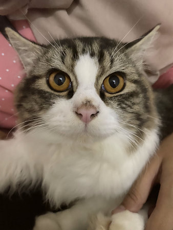 adorable cat with beautiful brown eyes looking at the cameraの写真素材