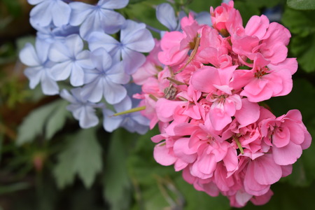 Blue and pink flowerの写真素材
